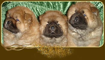chow-chow puppies